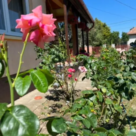 Rose Garden * Σίοφοκ